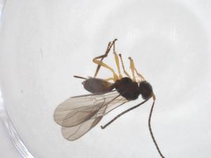  ( - CBG-A40275-F04)  @11 [ ] CreativeCommons - Attribution Share - Alike (2024) Centre for Biodiversity Genomics Centre for Biodiversity Genomics