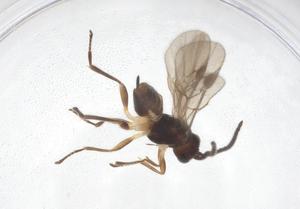  ( - CBG-A40275-G01)  @11 [ ] CreativeCommons - Attribution Share - Alike (2024) Centre for Biodiversity Genomics Centre for Biodiversity Genomics