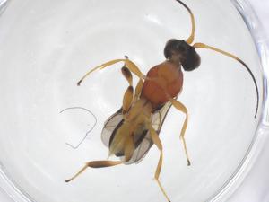  ( - CBG-A40275-G12)  @11 [ ] CreativeCommons - Attribution Share - Alike (2024) Centre for Biodiversity Genomics Centre for Biodiversity Genomics