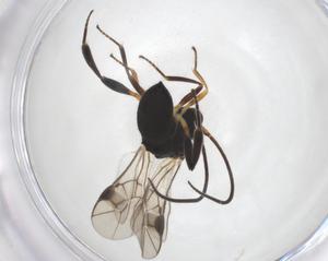  ( - CBG-A40275-H03)  @11 [ ] CreativeCommons - Attribution Share - Alike (2024) Centre for Biodiversity Genomics Centre for Biodiversity Genomics