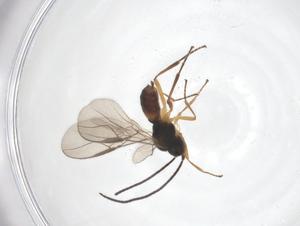  (opiMalaise01 Malaise7974 - CBG-A40275-H09)  @11 [ ] CreativeCommons - Attribution Share - Alike (2024) Centre for Biodiversity Genomics Centre for Biodiversity Genomics