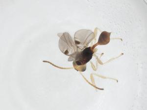  ( - CBG-A40276-A09)  @11 [ ] CreativeCommons - Attribution Share - Alike (2024) Centre for Biodiversity Genomics Centre for Biodiversity Genomics