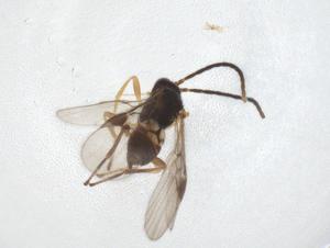  ( - CBG-A40276-A12)  @11 [ ] CreativeCommons - Attribution Share - Alike (2024) Centre for Biodiversity Genomics Centre for Biodiversity Genomics