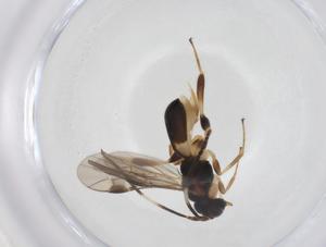  ( - CBG-A40276-B10)  @11 [ ] CreativeCommons - Attribution Share - Alike (2024) Centre for Biodiversity Genomics Centre for Biodiversity Genomics