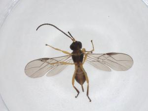  ( - CBG-A40276-F11)  @11 [ ] CreativeCommons - Attribution Share - Alike (2024) Centre for Biodiversity Genomics Centre for Biodiversity Genomics