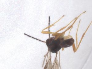  ( - CBG-A40277-A12)  @11 [ ] CreativeCommons - Attribution Share - Alike (2024) Centre for Biodiversity Genomics Centre for Biodiversity Genomics