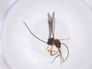  ( - CBG-A40277-B09)  @11 [ ] CreativeCommons - Attribution Share - Alike (2024) Centre for Biodiversity Genomics Centre for Biodiversity Genomics