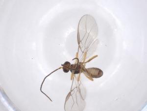  ( - CBG-A40277-D08)  @11 [ ] CreativeCommons - Attribution Share - Alike (2024) Centre for Biodiversity Genomics Centre for Biodiversity Genomics