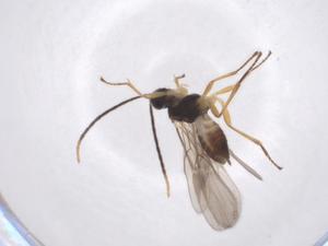  (Mirax Malaise7501 - CBG-A40277-E07)  @11 [ ] CreativeCommons - Attribution Share - Alike (2024) Centre for Biodiversity Genomics Centre for Biodiversity Genomics