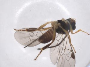  ( - CBG-A40277-E10)  @11 [ ] CreativeCommons - Attribution Share - Alike (2024) Centre for Biodiversity Genomics Centre for Biodiversity Genomics