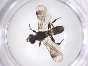  ( - CBG-A40277-H04)  @11 [ ] CreativeCommons - Attribution Share - Alike (2024) Centre for Biodiversity Genomics Centre for Biodiversity Genomics