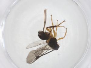  (Diospilus Malaise4946 - CBG-A40278-A03)  @11 [ ] CreativeCommons - Attribution Share - Alike (2024) Centre for Biodiversity Genomics Centre for Biodiversity Genomics