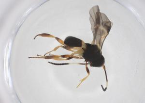  (Chelonus Malaise6708 - CBG-A40278-B10)  @11 [ ] CreativeCommons - Attribution Share - Alike (2024) Centre for Biodiversity Genomics Centre for Biodiversity Genomics