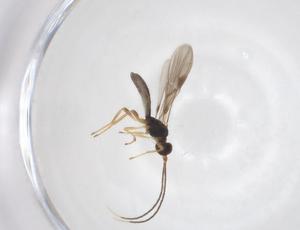  (Heterospilus Malaise9215 - CBG-A40278-D05)  @11 [ ] CreativeCommons - Attribution Share - Alike (2024) Centre for Biodiversity Genomics Centre for Biodiversity Genomics