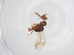  (Microctonus Malaise3542 - CBG-A40278-D10)  @11 [ ] CreativeCommons - Attribution Share - Alike (2024) Centre for Biodiversity Genomics Centre for Biodiversity Genomics