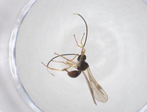  (Heterospilus Malaise6703 - CBG-A40278-E08)  @11 [ ] CreativeCommons - Attribution Share - Alike (2024) Centre for Biodiversity Genomics Centre for Biodiversity Genomics