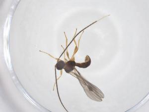  ( - CBG-A40278-F05)  @11 [ ] CreativeCommons - Attribution Share - Alike (2024) Centre for Biodiversity Genomics Centre for Biodiversity Genomics