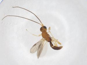  (Allorhogas Malaise9977 - CBG-A40278-G10)  @11 [ ] CreativeCommons - Attribution Share - Alike (2024) Centre for Biodiversity Genomics Centre for Biodiversity Genomics