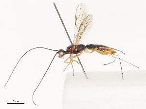  (Heterospilus Malaise4091 - CBG-A51063-E12)  @11 [ ] CreativeCommons - Attribution Share - Alike (2024) CBG Photography Group Centre for Biodiversity Genomics