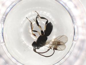  ( - CBG-A51063-H04)  @11 [ ] CreativeCommons - Attribution Share - Alike (2024) CBG Photography Group Centre for Biodiversity Genomics