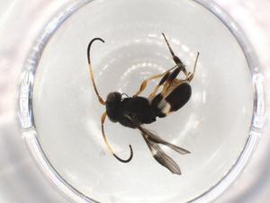  (Chelonus Malaise4079 - CBG-A51063-H05)  @11 [ ] CreativeCommons - Attribution Share - Alike (2024) CBG Photography Group Centre for Biodiversity Genomics