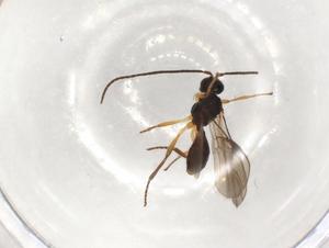  ( - CBG-A51063-H06)  @11 [ ] CreativeCommons - Attribution Share - Alike (2024) CBG Photography Group Centre for Biodiversity Genomics