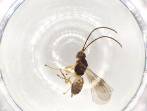  ( - CBG-A51063-H09)  @11 [ ] CreativeCommons - Attribution Share - Alike (2024) CBG Photography Group Centre for Biodiversity Genomics