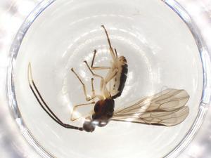  ( - CBG-A51063-H11)  @11 [ ] CreativeCommons - Attribution Share - Alike (2024) CBG Photography Group Centre for Biodiversity Genomics