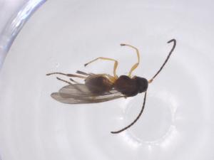  ( - CBG-A52843-D03)  @11 [ ] CreativeCommons - Attribution Share - Alike (2024) Centre for Biodiversity Genomics Centre for Biodiversity Genomics