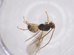  ( - CBG-A52843-D08)  @11 [ ] CreativeCommons - Attribution Share - Alike (2024) Centre for Biodiversity Genomics Centre for Biodiversity Genomics