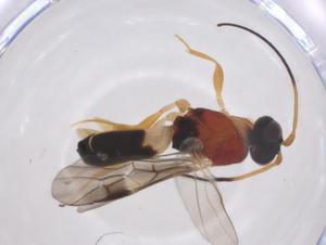  ( - CBG-A52843-D11)  @11 [ ] CreativeCommons - Attribution Share - Alike (2024) Centre for Biodiversity Genomics Centre for Biodiversity Genomics