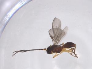  ( - CBG-A52843-E03)  @11 [ ] CreativeCommons - Attribution Share - Alike (2024) Centre for Biodiversity Genomics Centre for Biodiversity Genomics