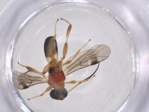  ( - CBG-A52843-E07)  @11 [ ] CreativeCommons - Attribution Share - Alike (2024) Centre for Biodiversity Genomics Centre for Biodiversity Genomics