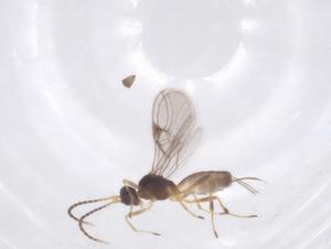  ( - CBG-A52843-E12)  @11 [ ] CreativeCommons - Attribution Share - Alike (2024) Centre for Biodiversity Genomics Centre for Biodiversity Genomics