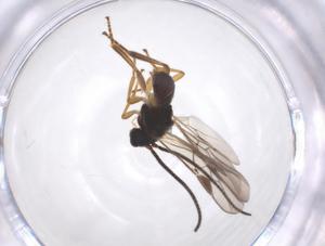  ( - CBG-A52843-F01)  @11 [ ] CreativeCommons - Attribution Share - Alike (2024) Centre for Biodiversity Genomics Centre for Biodiversity Genomics