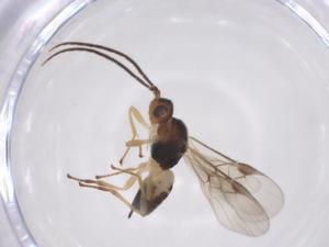  ( - CBG-A52843-F10)  @11 [ ] CreativeCommons - Attribution Share - Alike (2024) Centre for Biodiversity Genomics Centre for Biodiversity Genomics