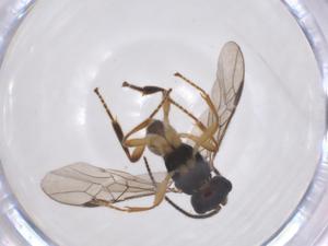  ( - CBG-A52843-F11)  @11 [ ] CreativeCommons - Attribution Share - Alike (2024) Centre for Biodiversity Genomics Centre for Biodiversity Genomics