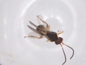  (Mirax Malaise3831 - CBG-A52843-G03)  @11 [ ] CreativeCommons - Attribution Share - Alike (2024) Centre for Biodiversity Genomics Centre for Biodiversity Genomics