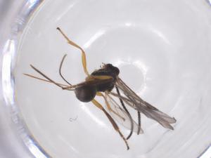  ( - CBG-A52843-G05)  @11 [ ] CreativeCommons - Attribution Share - Alike (2024) Centre for Biodiversity Genomics Centre for Biodiversity Genomics