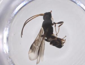  ( - CBG-A52843-G08)  @11 [ ] CreativeCommons - Attribution Share - Alike (2024) Centre for Biodiversity Genomics Centre for Biodiversity Genomics