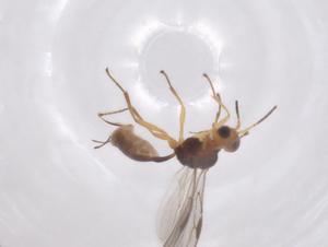  ( - CBG-A52843-G09)  @11 [ ] CreativeCommons - Attribution Share - Alike (2024) Centre for Biodiversity Genomics Centre for Biodiversity Genomics