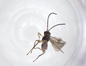  ( - CBG-A52844-A03)  @11 [ ] CreativeCommons - Attribution Share - Alike (2024) Centre for Biodiversity Genomics Centre for Biodiversity Genomics