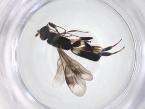  ( - CBG-A52844-A05)  @11 [ ] CreativeCommons - Attribution Share - Alike (2024) Centre for Biodiversity Genomics Centre for Biodiversity Genomics