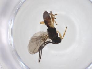  ( - CBG-A52844-B10)  @11 [ ] CreativeCommons - Attribution Share - Alike (2024) Centre for Biodiversity Genomics Centre for Biodiversity Genomics