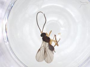  ( - CBG-A52844-B12)  @11 [ ] CreativeCommons - Attribution Share - Alike (2024) Centre for Biodiversity Genomics Centre for Biodiversity Genomics