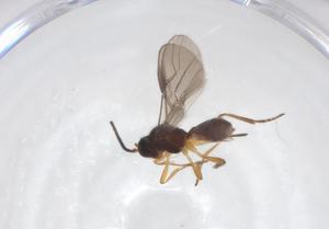  ( - CBG-A52844-C02)  @11 [ ] CreativeCommons - Attribution Share - Alike (2024) Centre for Biodiversity Genomics Centre for Biodiversity Genomics