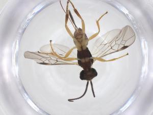  ( - CBG-A52844-C03)  @11 [ ] CreativeCommons - Attribution Share - Alike (2024) Centre for Biodiversity Genomics Centre for Biodiversity Genomics