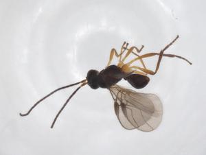  ( - CBG-A52844-C06)  @11 [ ] CreativeCommons - Attribution Share - Alike (2024) Centre for Biodiversity Genomics Centre for Biodiversity Genomics