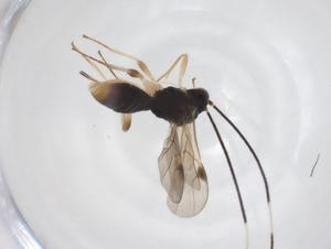  ( - CBG-A52844-C07)  @11 [ ] CreativeCommons - Attribution Share - Alike (2024) Centre for Biodiversity Genomics Centre for Biodiversity Genomics