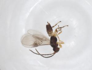  ( - CBG-A52844-C08)  @11 [ ] CreativeCommons - Attribution Share - Alike (2024) Centre for Biodiversity Genomics Centre for Biodiversity Genomics